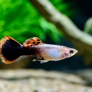 Neuheit Guppy Pink Tuxedo (Poecilia reticulata var.)